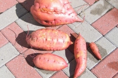 Charlotte's Sweet Potatoes