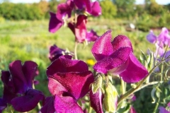 Sweet Peas