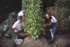 picking beans