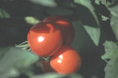 tomatoes